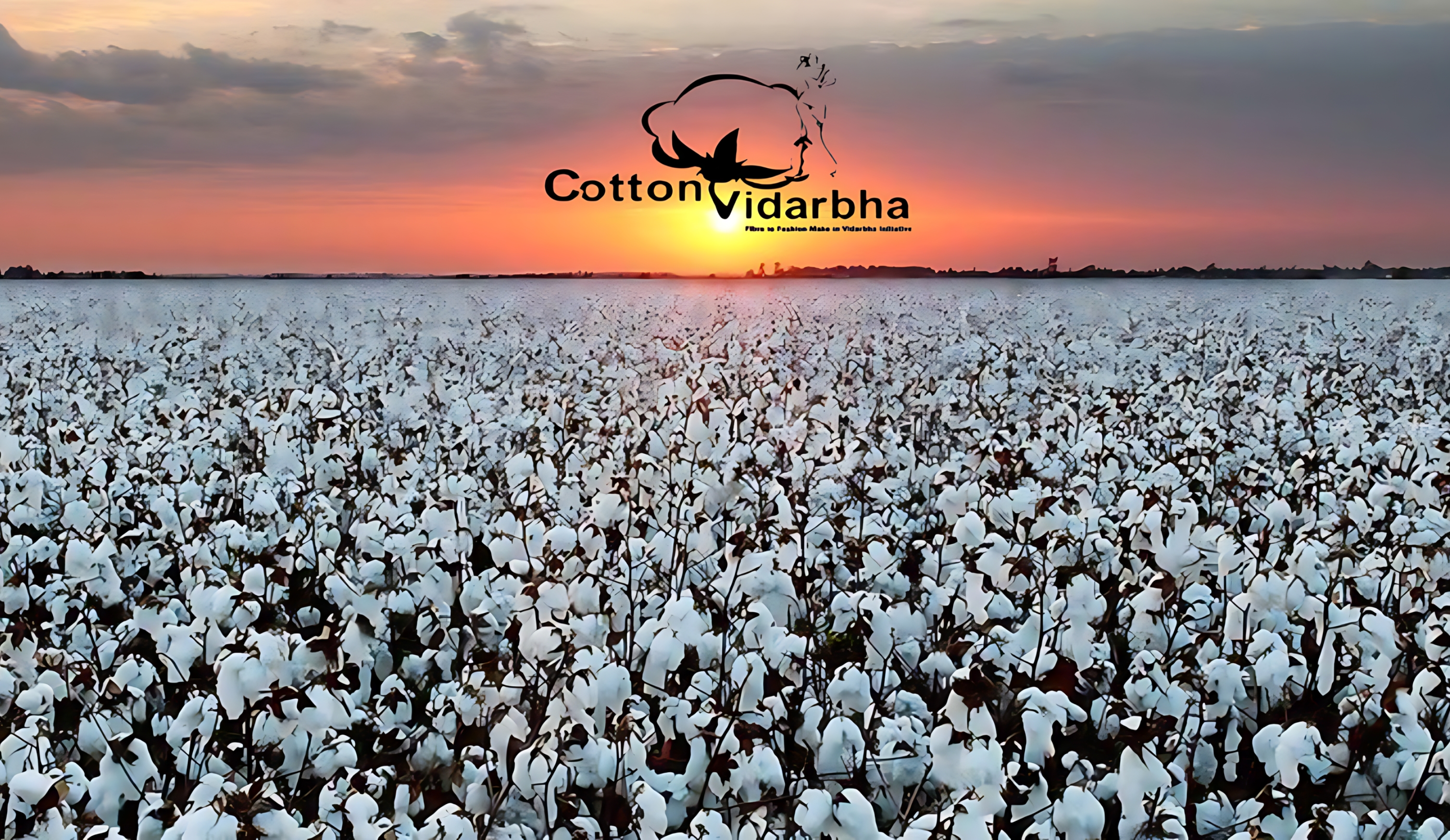 cotton vidarbha